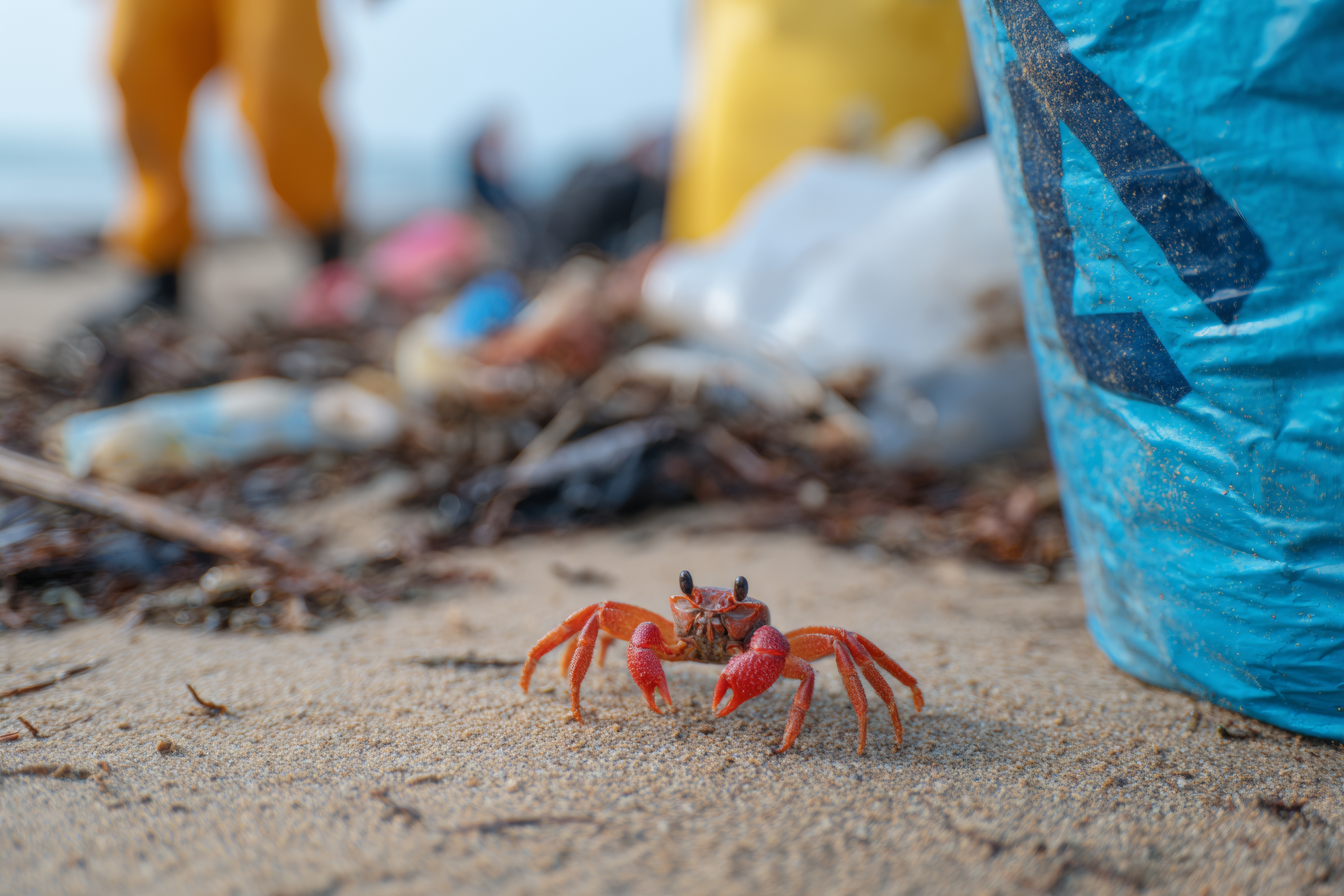 Volunteers cleaning ocean beach plastic waste. Symbolic of EtherUX’s ocean cleanup support.